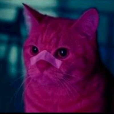 From11993's profile picture. Rookie to sensei