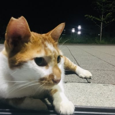 okumatoiimasu's profile picture. フリーでお笑いの作家やYouTubeの編集などをしています。