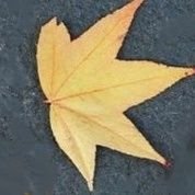 lisani_hal's profile picture. 