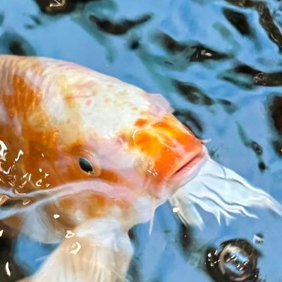 mikan_ak3's profile picture. @Akm_112358 のサブ 中3