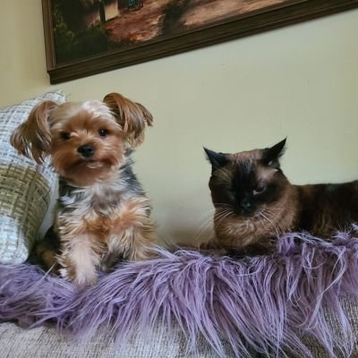 Michellelegion's profile picture. Rowdy is a little Yorkie who has Jasmine, a Siamese cat, as a sister. 🐶🐱💘