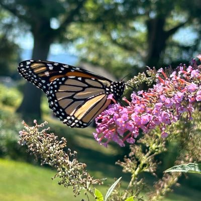 Nobody_Nobody47's profile picture. Wife Mom Proud Patriot. I love my country ❤️ Gardening and Aspiring Homesteader Conspiracy Realist Free Speech MAHA America First