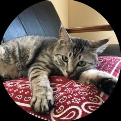 bonbon_cat22's profile picture. コミュニティFM（#FMゆうがお）でたまに市民パーソナリティをしています/インスタ→ https://t.co/VbrGE6zcvy