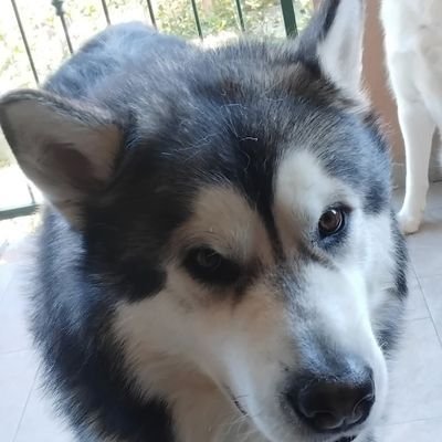 Monicarossi70g1's profile picture. Buon giorno,_mi, piacciono, fiori, tulipani, piante, grasse, e amo, il mare, amo, i gattini, e amo, la, piscina, é la mia, nuova, passione, di sempre,,,