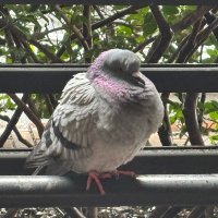 鳩の手羽先 (@oucd8l4yvy93849) 's Twitter Profile Photo