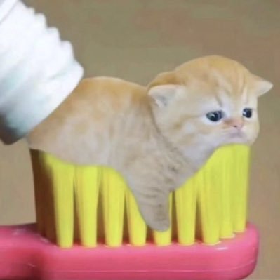 coolkidsamoyed's profile picture. 🍥🫜love u jh #jellyhsifrv 🍦 ♥︎🥕우리칠 🍡🐱🍑*🐯🐻 🐰🐶 Solo hc taste  , yt , jw is comming💋