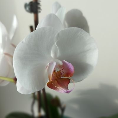 420Enhance's profile picture. I'm not always sarcastic. Sometimes, I'm sleeping.