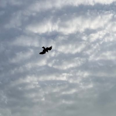 ynsp_tsy's profile picture. ヤニは嫌いです