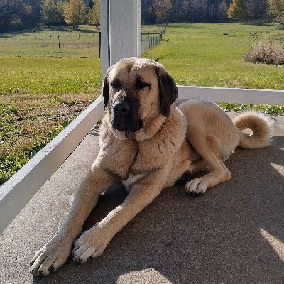 American Kulak, heritage stock Profile