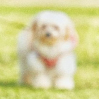 sacreLemonDX's profile picture. 熊を恐れている