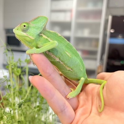 Priyans14133309's profile picture. カメレオン愛好者 🦎
変色するカメレオンに魅了されて、毎日その色の変化を楽しんでいます✨
爬虫類の魅力に取りつかれ🥰
カメレオンや他の爬虫類の飼い方について、気軽にシェアしてね😊