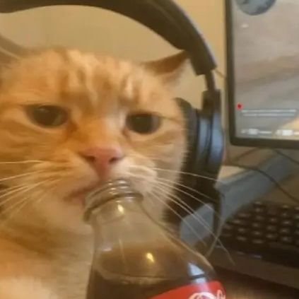 cat2064453's profile picture. 