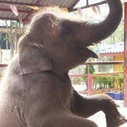 gajah_saru39340's profile picture. 