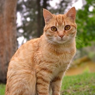 REN_oFFICIA's profile picture. 