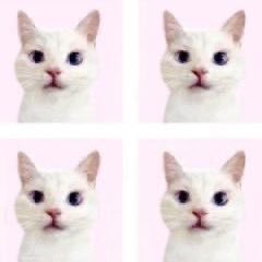 yvestopia's profile picture. stop assigning shit I’m gonna kms