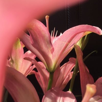 ishahadic1's profile picture. كاتبة أدبية | من تخصص التاريخ إلى العمل الحر @shahadwrite1 | مختصة بمجال التطوير الذاتي وصناعة الأثر | متجري⭣