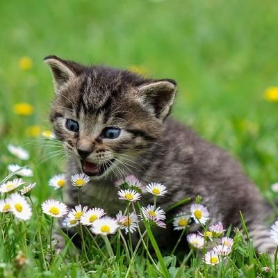 rabianur37's profile picture. pastasi yapmayı seviyorum