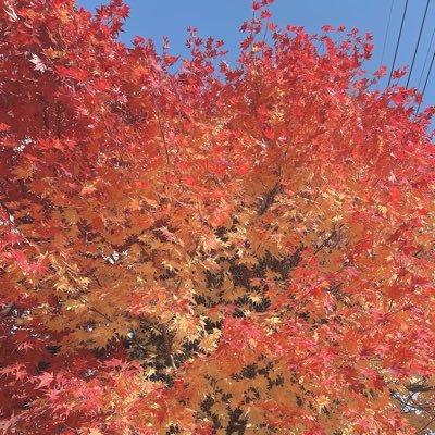 yamaokamojimi's profile picture. 凡人でも、人生はやり直せる。時代に取り残されぬよう！AI＆note、ココナラコンテンツ副業。後々本業化へ向けて。迷える人を、１人でも救えたら。