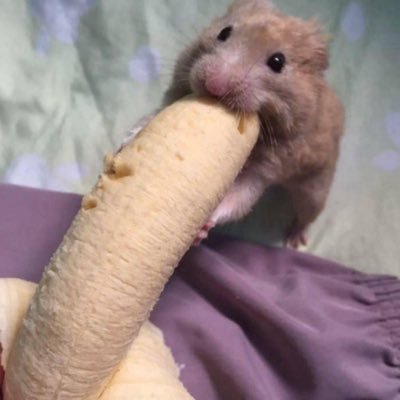 dihplayer6969's profile picture. Horny af 18yo 🍆 💦 Dm for snap😈