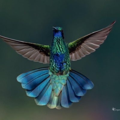 Angelicalpa's profile picture. 