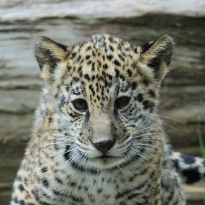 SolanaTheJaguar's profile picture. 