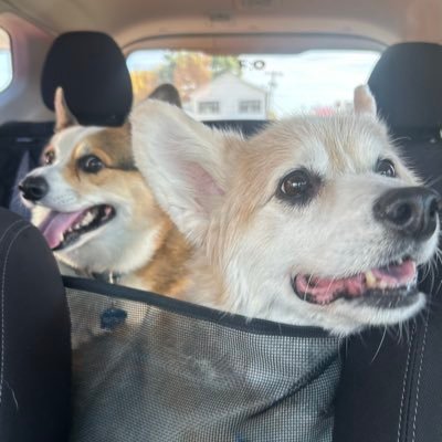 thescrotch's profile picture. Described by @downesphoto as a “local corgi enthusiast.” Herder of Chuck and Buck. Matthew 28:16-20