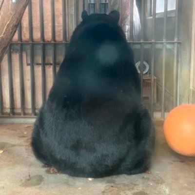 13s0ngs's profile picture. Poop account