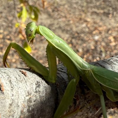 Yeyestars's profile picture. Living things