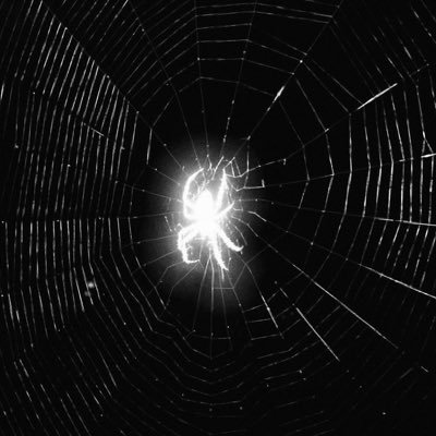 dumbspiderbitch's profile picture. Sentient spider with a twitter account | Misanthropic Satanist | 🏳️‍⚧️🏴‍☠️🇵🇸| I post art sometimes :3 | Nsfw Acc: @dumbspiderslut