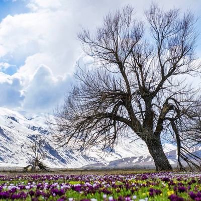Mamoste_ig's profile picture. ...'ve bağırdı annem tam kapıdan çıkarken. 'Yüreğini ört... insanlar soğuk üşürsün'. 
Mehmet Uzun