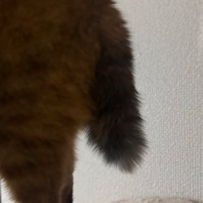 20010606ijari's profile picture. 猫用、趣味用、見る用。いろんな好きなこともアホな事も呟く用。