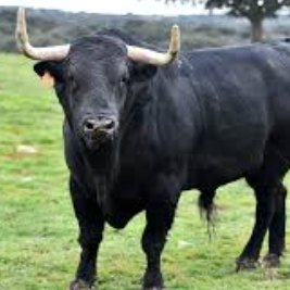 itsnotyoutitsme's profile picture. Bulls Make Money
Pigs Make Money
Bears Get Disemboweld
6'10 IQ 400