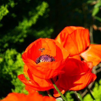 akira1985715's profile picture. まあ、私たちはお互いをまだ知っていたとはいえ、誠実さ、正直さ、信頼をもって良い友達でいられることに感謝するよ