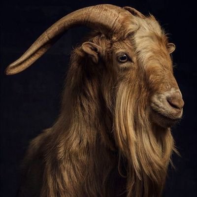 lecaptino's profile picture. Kenya Sevens and @Arsenal life fanatic.
Sensible little banter.