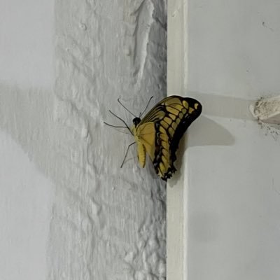 charbelito19's profile picture. 