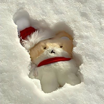 velvicour's profile picture. 🦇🖋️ i like to draw