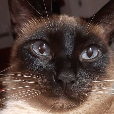 BolloxOh's profile picture. #Caturday #CatsofTwitter #CatsOnX