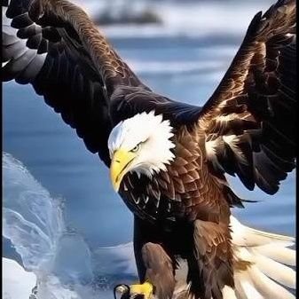 N520_n's profile picture. 