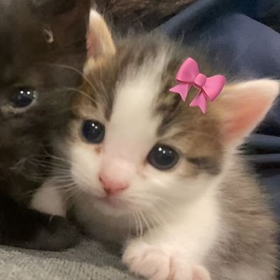 baebyyeager's profile picture. ㅤㅤㅤㅤ personalidade: amar o katseye

@wasuuure ♡︎