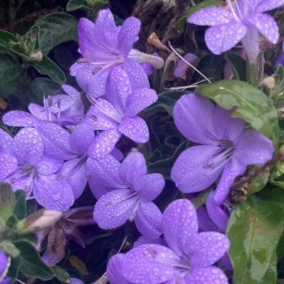 kasideex's profile picture. 