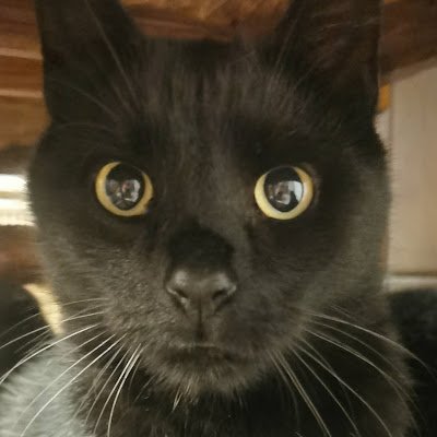 pross7349's profile picture. 