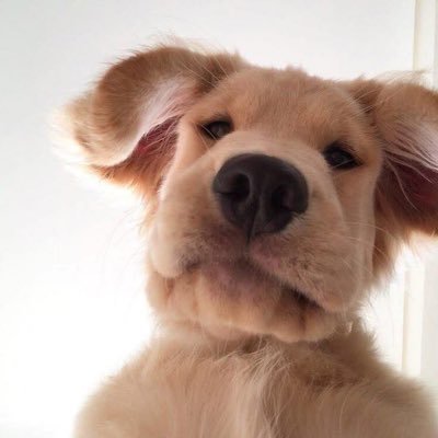 ShunnTheGeneral's profile picture. @CertifiedGoat2k