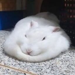 Chazos109's profile picture. they/them | utc+3 | HOMO/TRANSPHOBES DNI.
i want to beat caducus with hammers