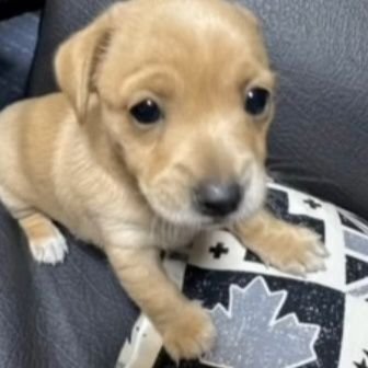 cauosb's profile picture. joguei um bebê na água e me sinto como nirvana