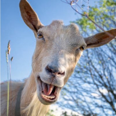 basedgoatcoin's profile picture. The only based GOAT on Base!