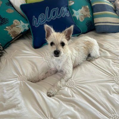 TruthUf7's profile picture. Love my family, Our Constitution, America 🇺🇸 God🙏Trump won! Ultra MAGA!! ——NO DMs!!!! Unless you’re Trump, Elon, JD, Bobby, Tucker, Vivek!🇺🇸🇺🇸🇺🇸🇺🇸