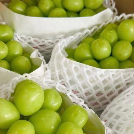 RinchanzTTAE's profile picture. 