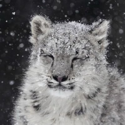 ninetyvijf's profile picture. tawakkul