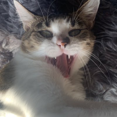 fabbic01's profile picture. ･.｡.:*･ kys ･.｡.:*･