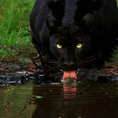 morinH951's profile picture. i love food